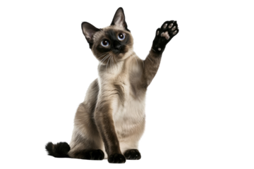 Siamese Cat Sitting and Raising Paw as if Waving Hello, Showing Pet Charisma and Playfulness.