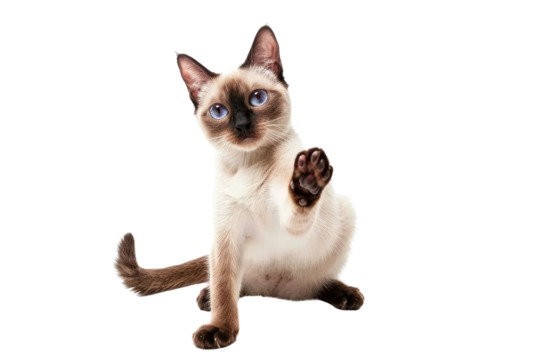 Siamese Cat Waving Paw While Sitting, Depicting Friendly Animal Behavior.