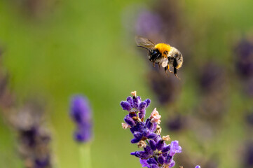 Bee on the flight