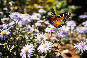 Obraz premium butterfly on flower.