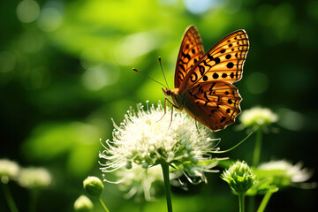 Obraz premium butterfly on flower.