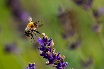 Bee on the flight 2 