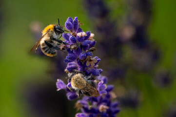 Eating out on Lavender 