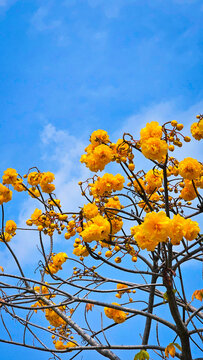 Yellow flowers with names Supanniga tree, Cotton Tree, Yellow Silk Cotton, Butter Cup, Torchwood, Full bloom and all leaves have fallen, Empty space for text on blue sky background.