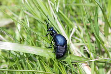 Violet oil beetle Meloe violaceus sitting in a fresh green  grass background,  sunny springtime close up, macro. Parasite of honey bees.