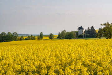  In the blooming yellow rapeseed meadows there is a lonely old mill