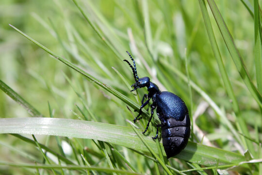 Violet oil beetle Meloe violaceus sitting in a fresh green  grass background,  sunny springtime close up, macro. Parasite of honey bees.