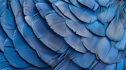 Close-up image of a cobalt plumage dove with interesting texture for a backdrop.