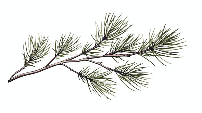 Drawing picture of pine branch with thin needles sketch.