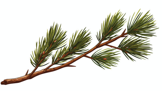 Drawing picture of pine branch with thin needles sketch.