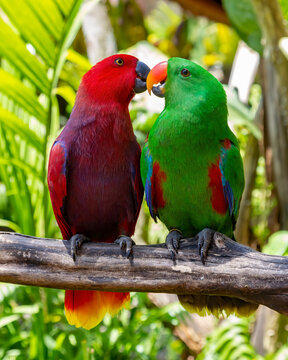 pareja de loros