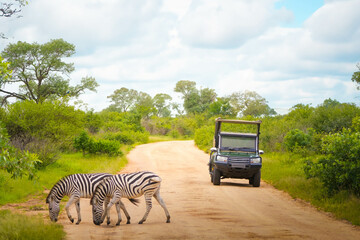 Grazing zebras standing on road in savanna