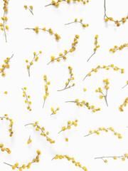 Yellow mimosa flowers pattern on white background. Spring concept. Creative layout top view