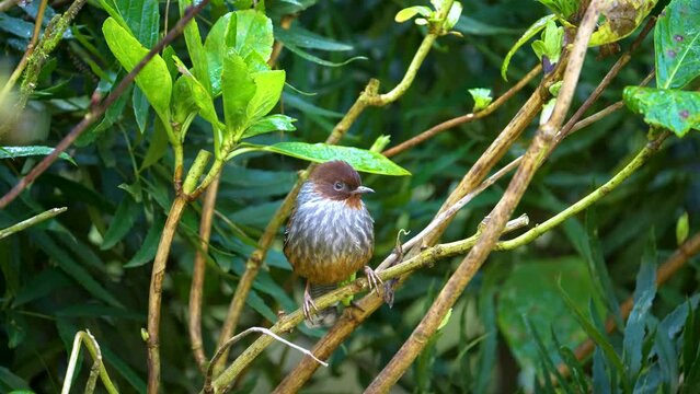 Taiwan Barwing sitting on a branch, an endemic bird of Taiwan