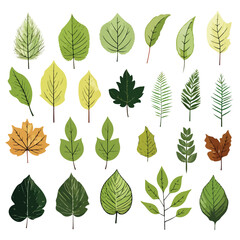 A collection of different types of leaves. Vector clipart.