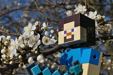 Obraz premium LEGO Minecraft figure of Steve with diamond sword examining spring blossoming white flowers on branch of Blackthorn tree, latin name Prunus Spinosa. 