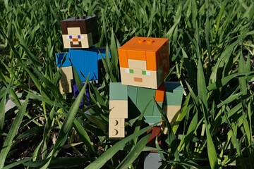Obraz premium LEGO Minecraft figures of Steve and Alex exploring green wheat sprouts foliage on agricultural field during march early spring season, sunlit by morning sunshine. 