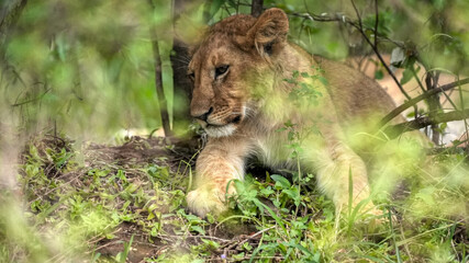 Naklejka na ściany i meble Lion cub in wildlife in Nairobi,Kenya