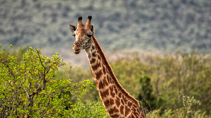 Giraffe safari in Nairobi, Kenya, Africa