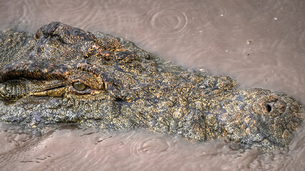 Obraz premium Crocodile in wildlife in Nairobi, Kenya, Africa