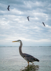 Birds at the Beach