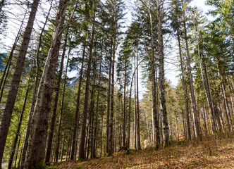 (Pseudotsuga menziesii) Douglas firs forest with diversification of native firs species in Upper Bavaria