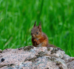 squirrel in the forest