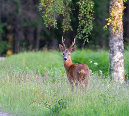 deer in the woods