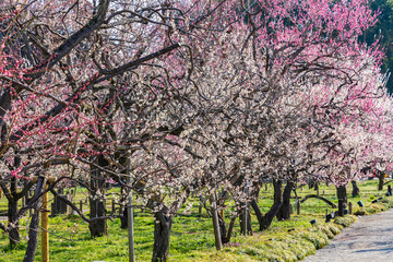 日本の風景・春　日本三名園　水戸の偕楽園の梅