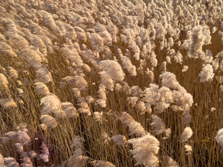 Windy Reed Farm