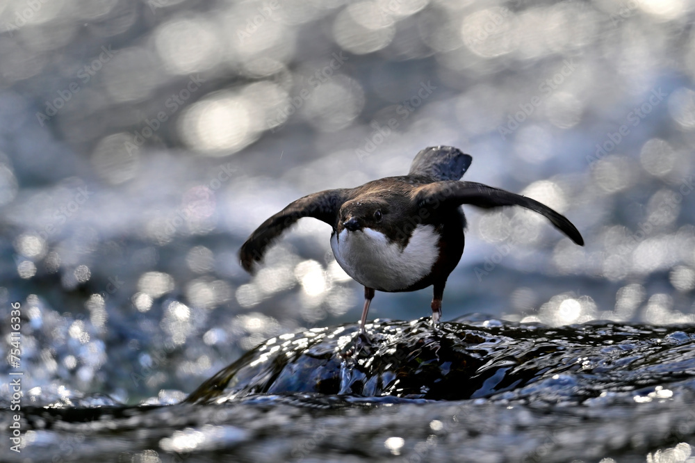 Wall mural Wasseramsel // White-throated dipper (Cinclus cinclus)