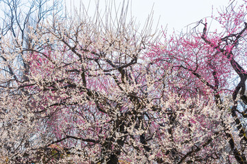 日本の風景・春　日本三名園　水戸の偕楽園の梅