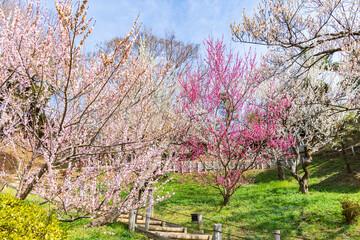 日本の風景・春　日本三名園　水戸の偕楽園の梅