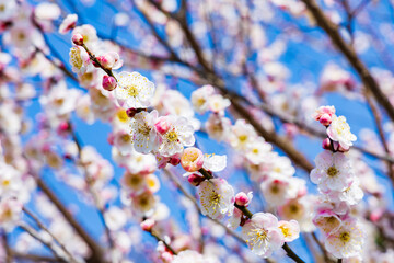 日本の風景・春　日本三名園　水戸の偕楽園の梅