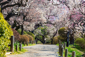 日本の風景・春　日本三名園　水戸の偕楽園の梅