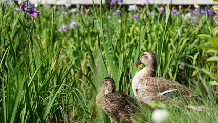 ハナショウブとカモ