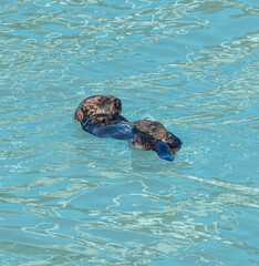 Young Otter Floating on Back