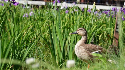 ハナショウブとカモ