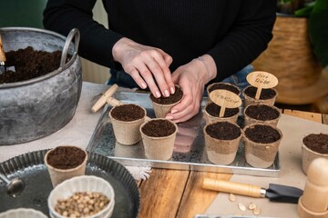 Aussaat im Torftopf, Topf mit Erde füllen, Gemüse selber anpflanzen
