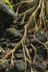 Roots and trunk of a tropical tree growing over the rocks in the forest of Bali island
