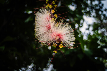 Barringtonia macrocarpa Hassk, a fragrant flower that blooms at night and falls in the morning