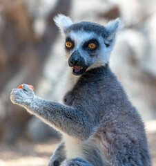Fototapeta premium Portrait of a lemur in the zoo