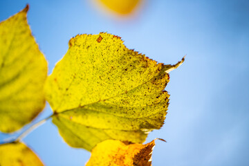 Yellow autumn leaves on trees in sunny weather.