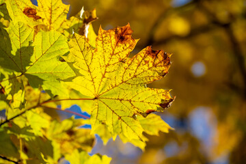 Yellow autumn leaves on trees in sunny weather.