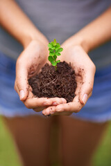 Fertilizer, sustainable and hands of woman with plant for eco friendly, agriculture or agro gardening. Soil, environment and closeup of person with bloom flower in nature for outdoor horticulture.