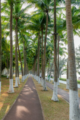 Obraz premium Scenery of coconut grove in Wanlu Garden, Haikou City, Hainan Province, China