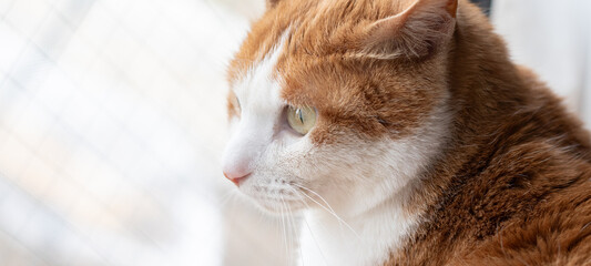 見つめる猫　茶トラ白