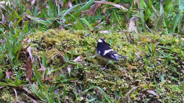 Little Forktail on the ground and taking flight.