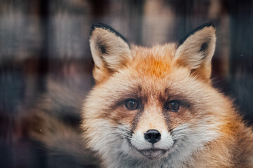 Fototapeta premium fox close-up