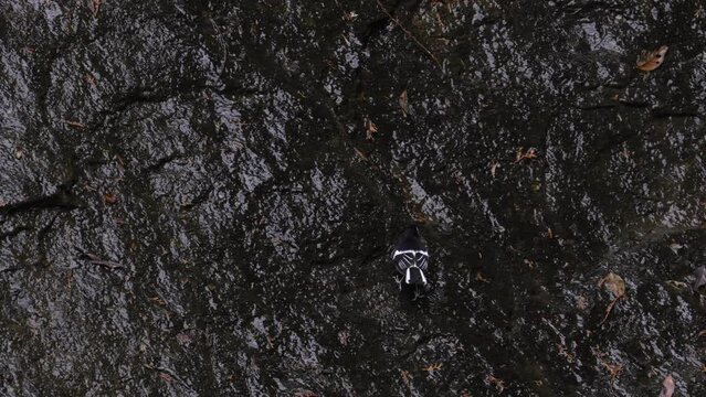 Little Forktail searching for food on a rock